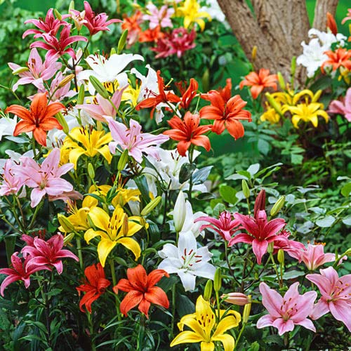 Asiatic lily Mix Color Pack of 2 By Zabbus : Amazon.in: Garden